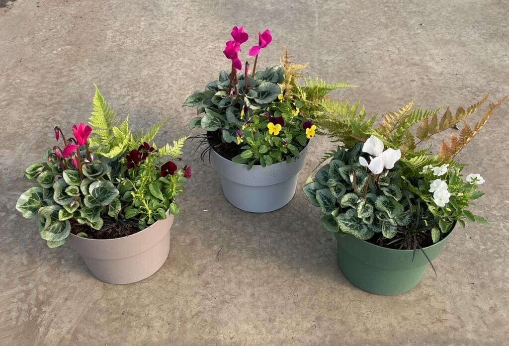 Fougère et cyclamens pot de 5 litres