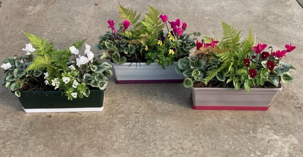 Fougères et cyclamens jardinière 40cms