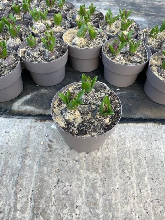 Decembre 4 Pot 2L