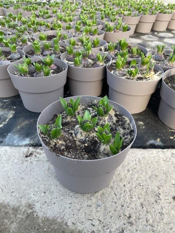Decembre 4 Pot 5L