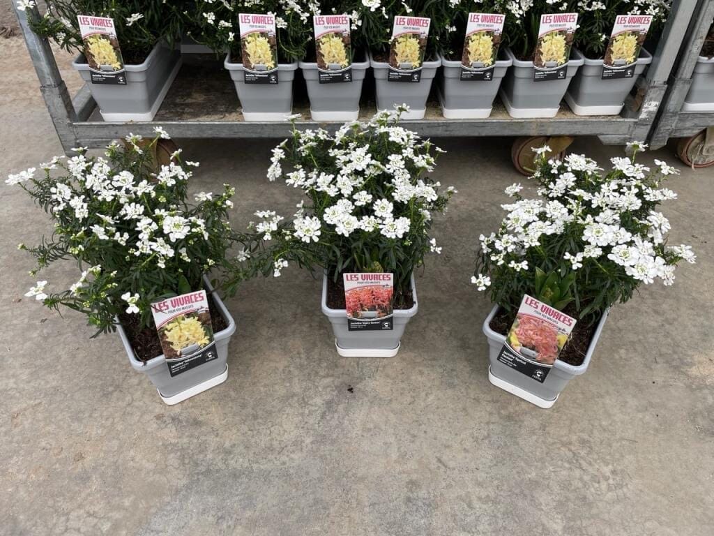 Février 5 Iberis et jacinthes en jardinière de 40cms
