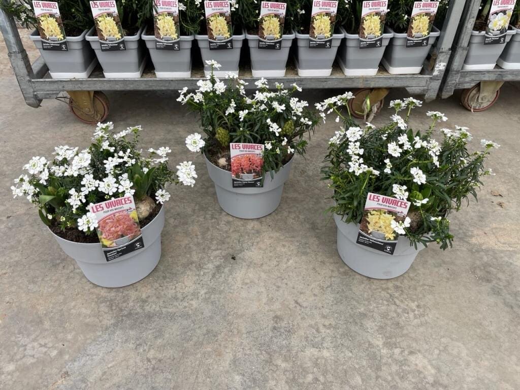 Février 5 Iberis et jacinthes en pot de 5 litres