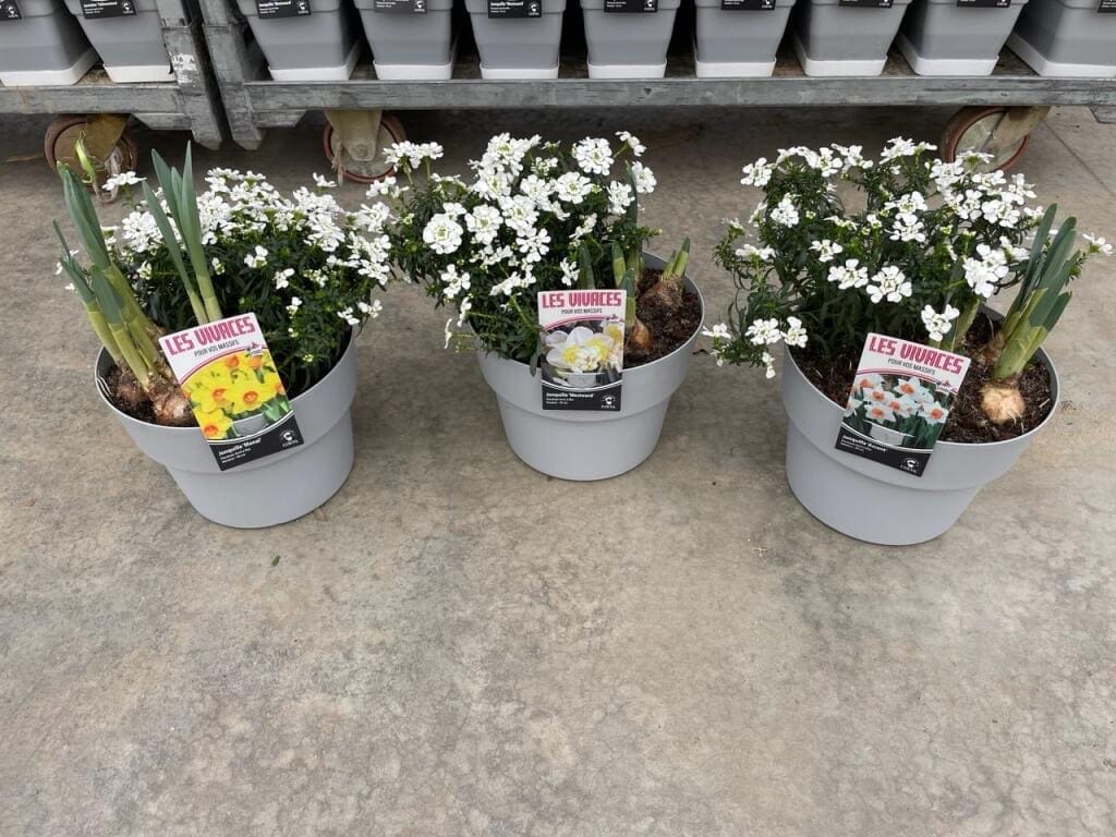 Février 5 Iberis et jonquilles pot de 5 litres