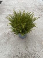 IMG 7334 IMG 7334