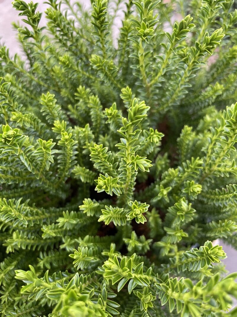 IMG 7335 IMG 7335