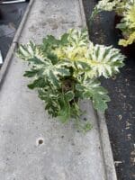 IMG 7544 IMG 7544