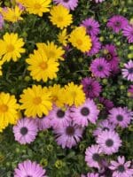 IMG 2350 IMG 2350