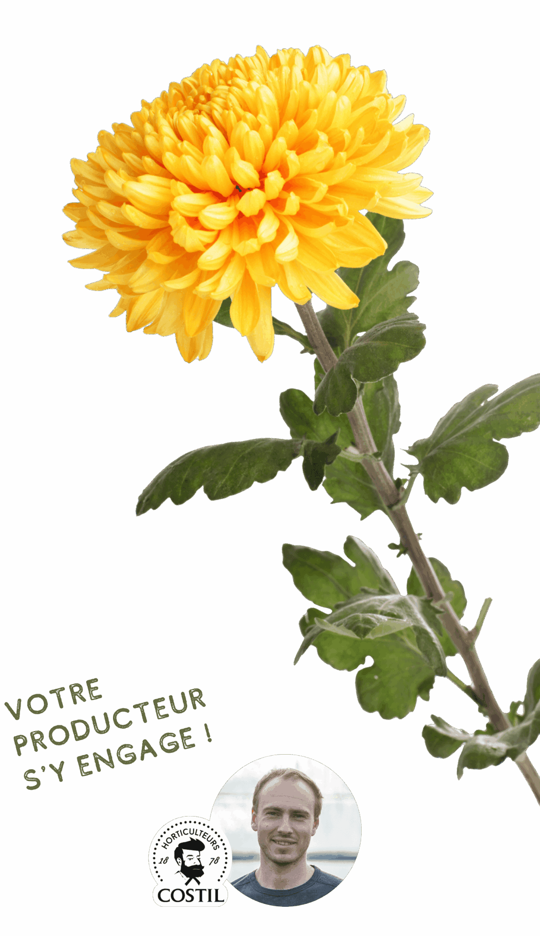 Offre Automne Octobre 3 (Chrysanthèmes)