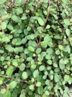 feuillage muellenbeckia feuillage muellenbeckia