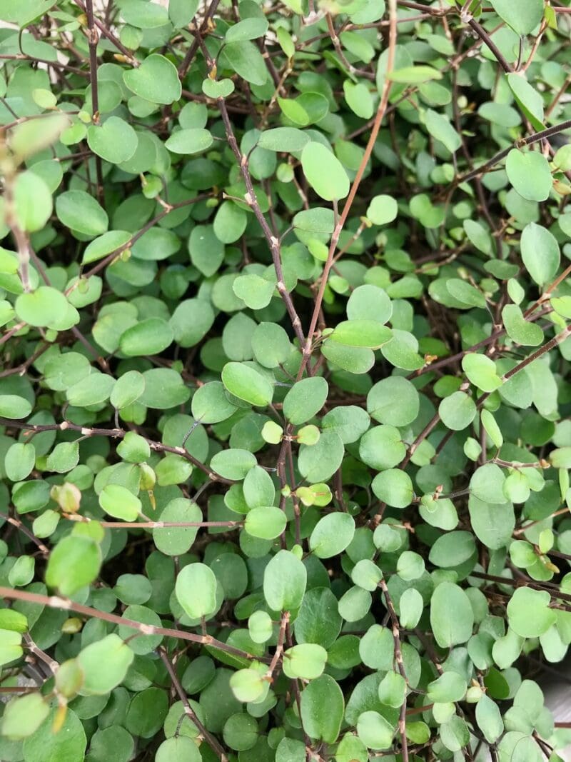 feuillage muellenbeckia feuillage muellenbeckia
