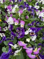 IMG 4870 IMG 4870